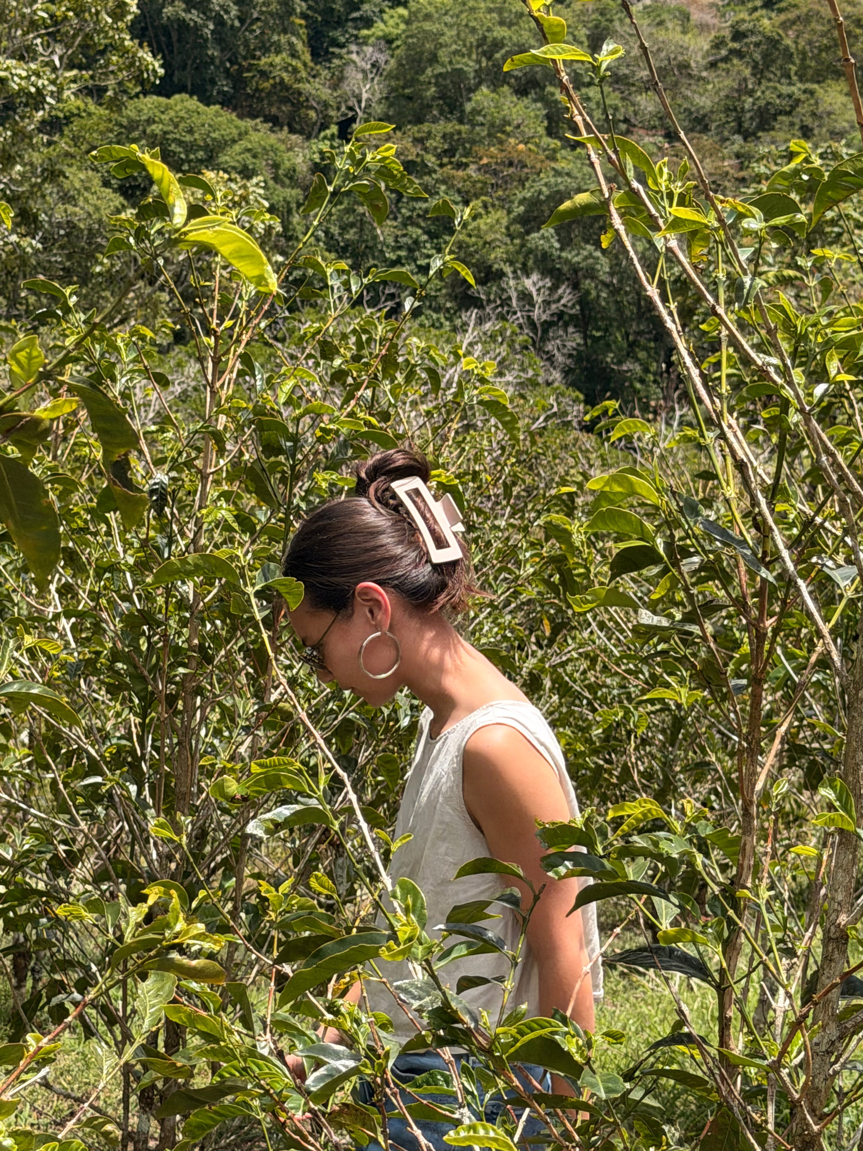 Call Me A Rose - Panama Natural