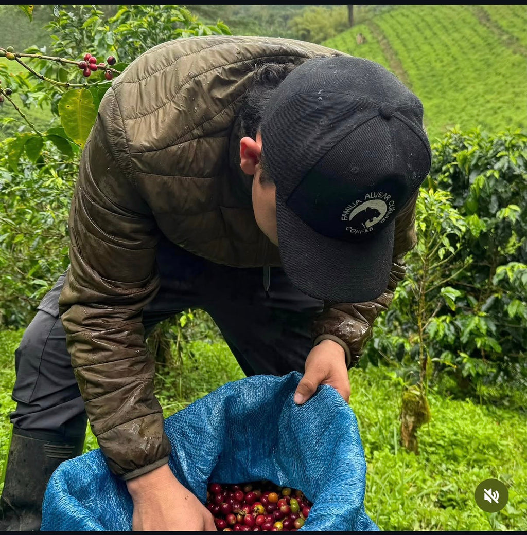 Oops, All Berries - Brayan Alvear