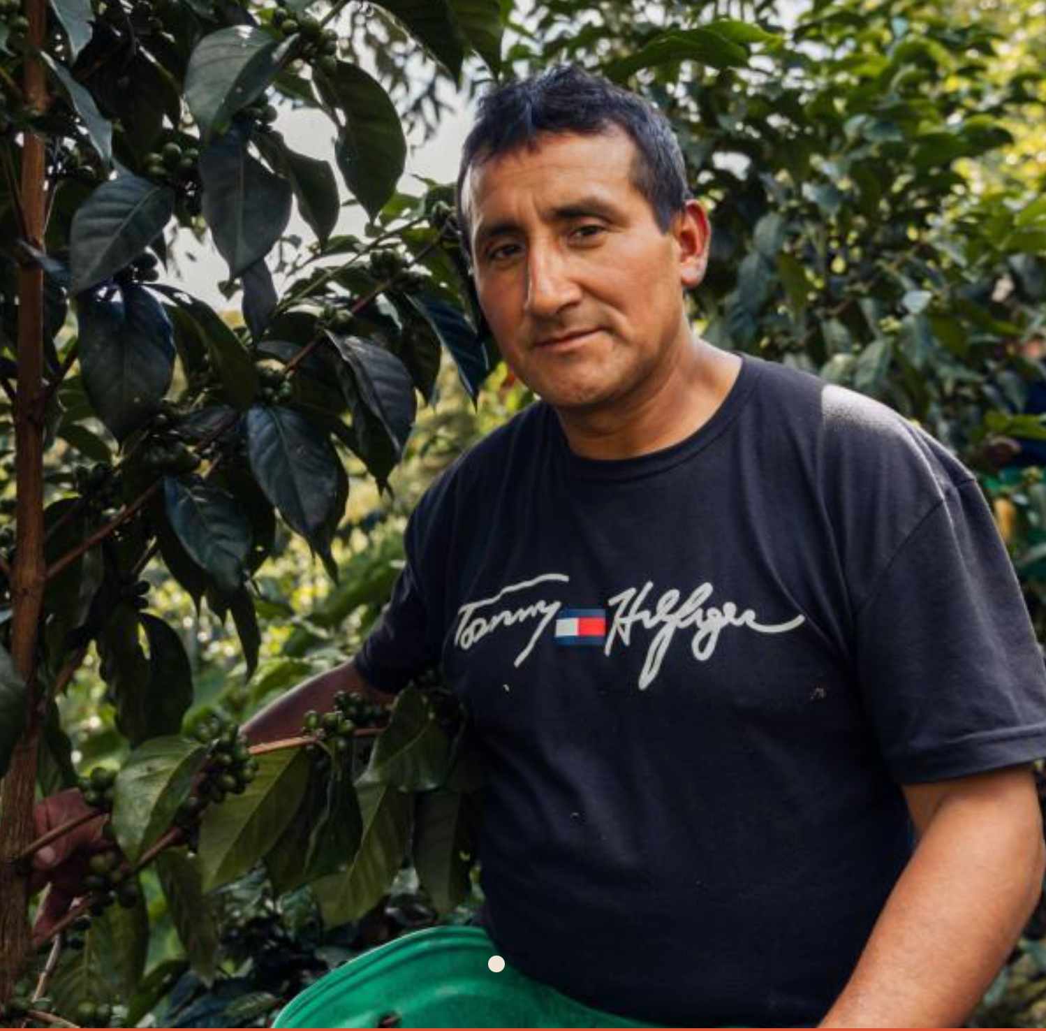 Felipe Estela - Peru Washed Yellow Caturra