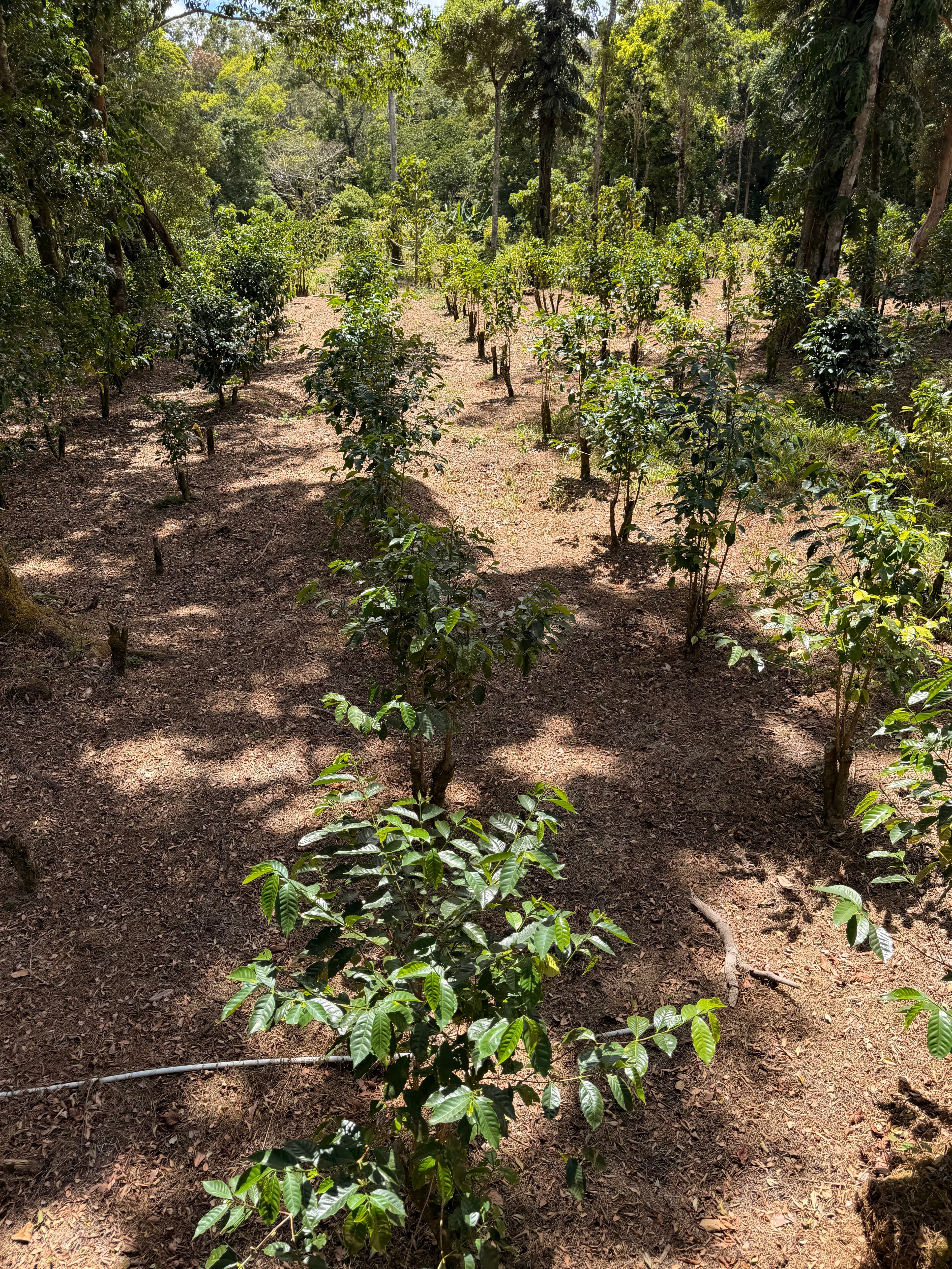 Fruit Soup Abu Lot #4145 - Panama Gesha Honey