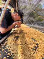 Fruit Soup Abu Lot #4145 - Panama Gesha Honey