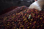 Oops, All Berries - Brayan Alvear